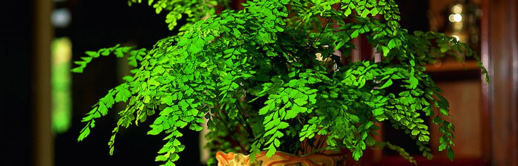plantas en la oficina